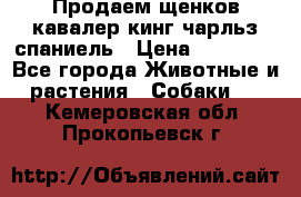 Продаем щенков кавалер кинг чарльз спаниель › Цена ­ 60 000 - Все города Животные и растения » Собаки   . Кемеровская обл.,Прокопьевск г.